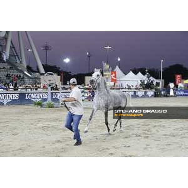 LGCT of Doha - The Arabian show - DOHA - Al Shaqab,11th nov. 2017 - ph.Stefano Grasso-Mario Grassia/LGCT