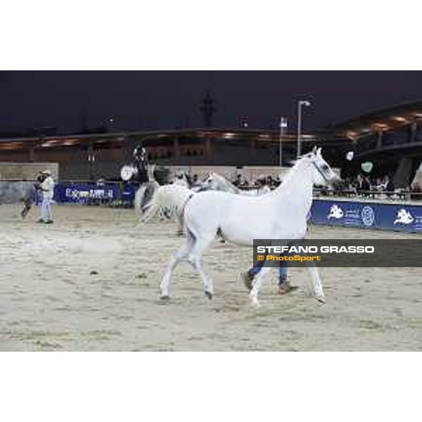 LGCT of Doha - The Arabian show - DOHA - Al Shaqab,11th nov. 2017 - ph.Stefano Grasso-Mario Grassia/LGCT