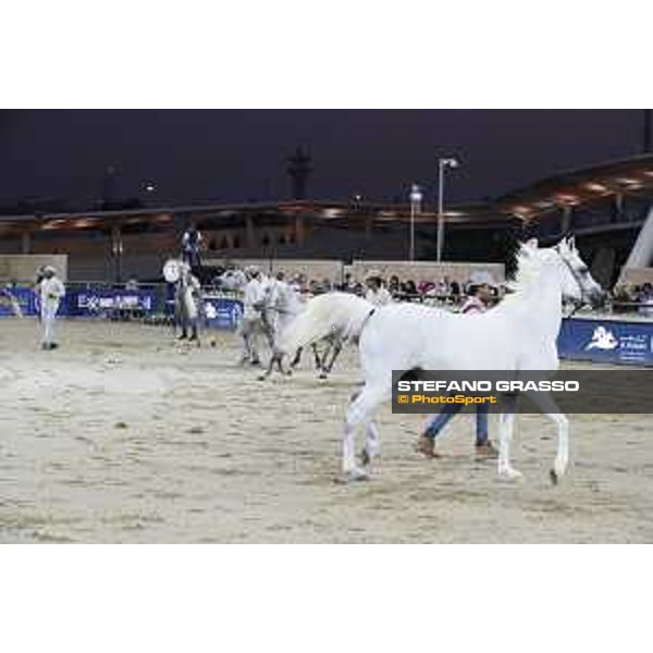 LGCT of Doha - The Arabian show - DOHA - Al Shaqab,11th nov. 2017 - ph.Stefano Grasso-Mario Grassia/LGCT