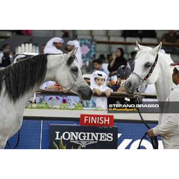 LGCT of Doha - The Arabian show - DOHA - Al Shaqab,11th nov. 2017 - ph.Stefano Grasso-Mario Grassia/LGCT