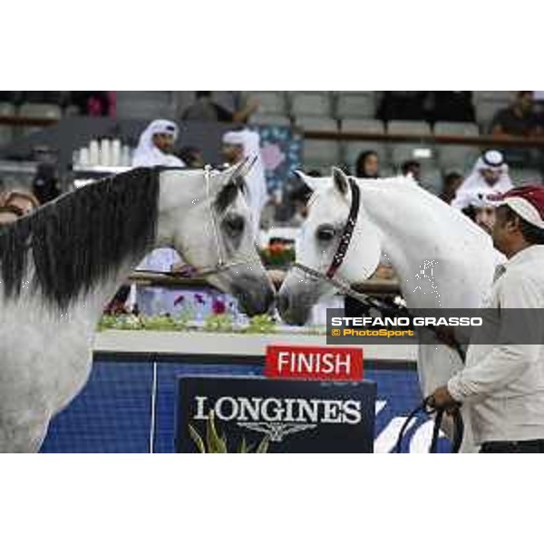 LGCT of Doha - The Arabian show - DOHA - Al Shaqab,11th nov. 2017 - ph.Stefano Grasso-Mario Grassia/LGCT