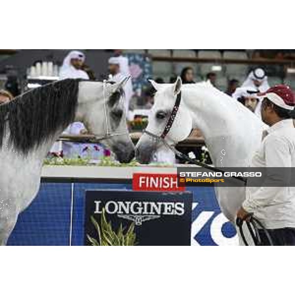 LGCT of Doha - The Arabian show - DOHA - Al Shaqab,11th nov. 2017 - ph.Stefano Grasso-Mario Grassia/LGCT