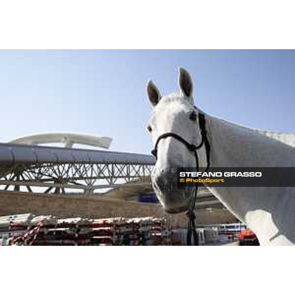 LGCT of Doha - Molly Malone V DOHA - Al Shaqab,9th nov. 2017 ph.Stefano Grasso/LGCT
