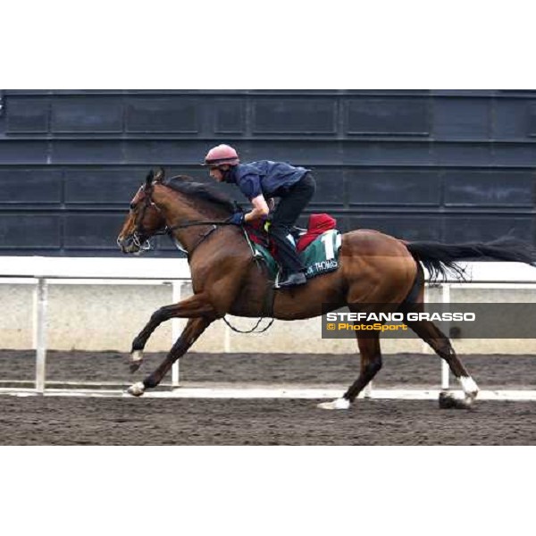 Dylan Thomas during morning track works at Sha Tin racetrack Hong Kong, 6th dec. 2007 ph. Stefano Grasso