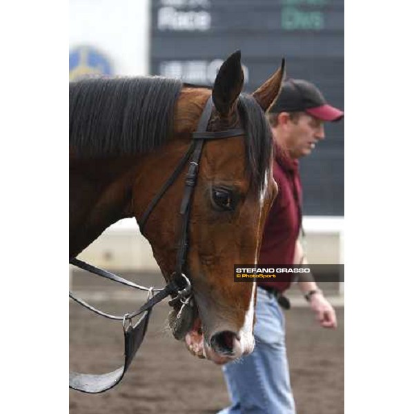 close up for Dylan Thomas coming back to the stable after morning track works at Sha Tin racetrack Hong Kong, 6th dec. 2007 ph. Stefano Grasso