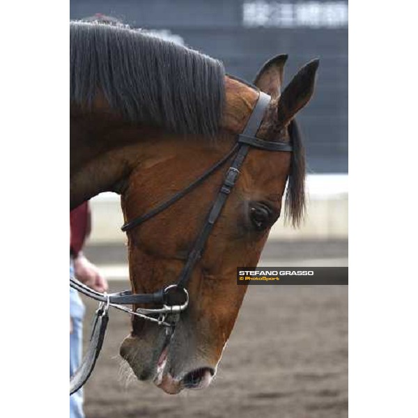 close up for Dylan Thomas coming back to the stable after morning track works at Sha Tin racetrack Hong Kong, 6th dec. 2007 ph. Stefano Grasso