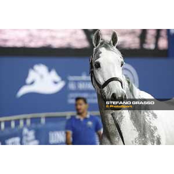 LGCT of Doha - Cornet 39 DOHA - Al Shaqab,9th nov. 2017 ph.Stefano Grasso/LGCT