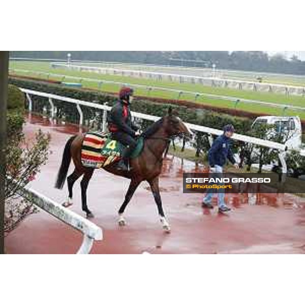 BoomTime Fuchu racecourse,23rd nov.2017 Ph.Stefano Grasso