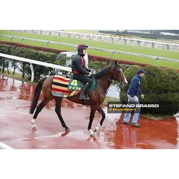 BoomTime Fuchu racecourse,23rd nov.2017 Ph.Stefano Grasso
