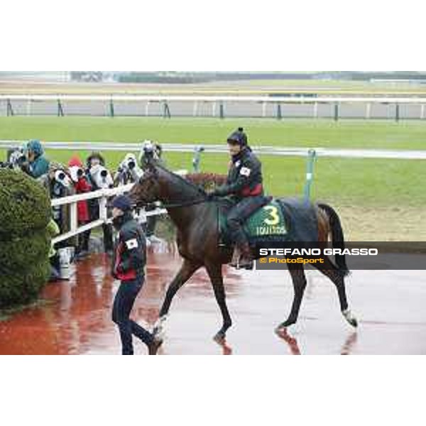 BoomTime Fuchu racecourse,23rd nov.2017 Ph.Stefano Grasso