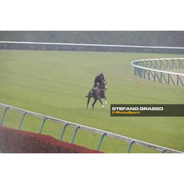 Idaho during morning track works Fuchu racecourse,23rd nov.2017 Ph.Stefano Grasso