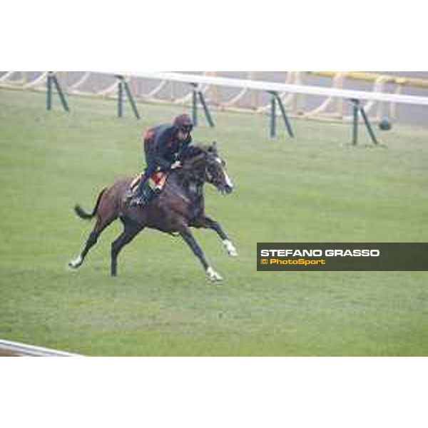 Idaho during morning track works Fuchu racecourse,23rd nov.2017 Ph.Stefano Grasso