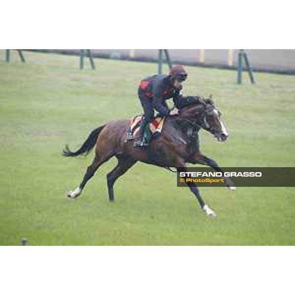 Idaho during morning track works Fuchu racecourse,23rd nov.2017 Ph.Stefano Grasso