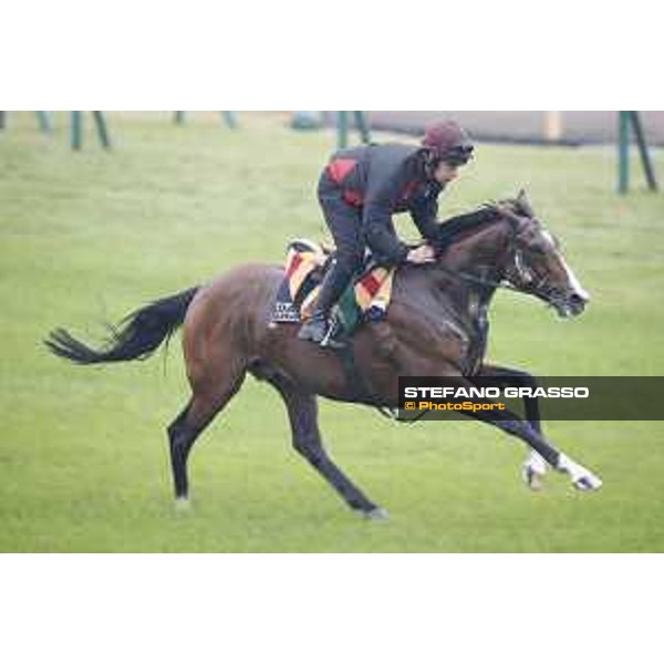 Idaho during morning track works Fuchu racecourse,23rd nov.2017 Ph.Stefano Grasso