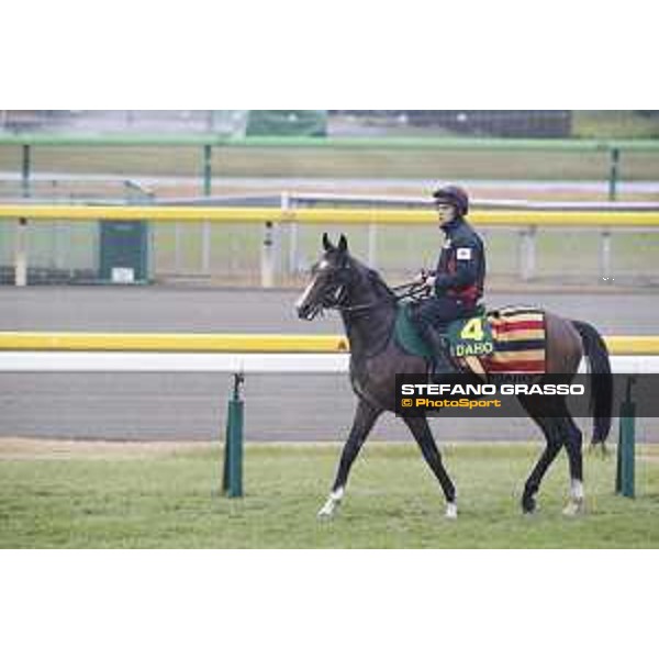 Idaho during morning track works Fuchu racecourse,23rd nov.2017 Ph.Stefano Grasso