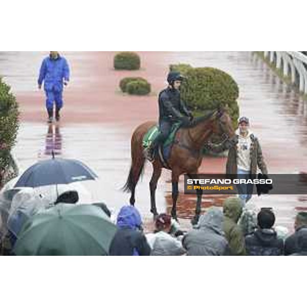 Boom Time during morning track works Fuchu racecourse,23rd nov.2017 Ph.Stefano Grasso