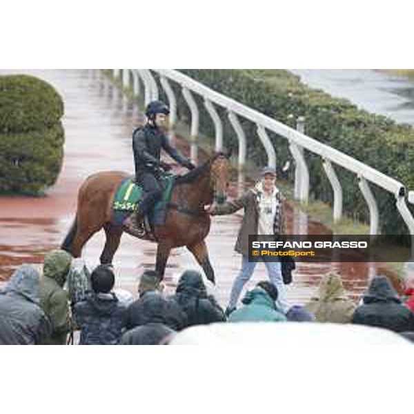 Boom Time during morning track works Fuchu racecourse,23rd nov.2017 Ph.Stefano Grasso