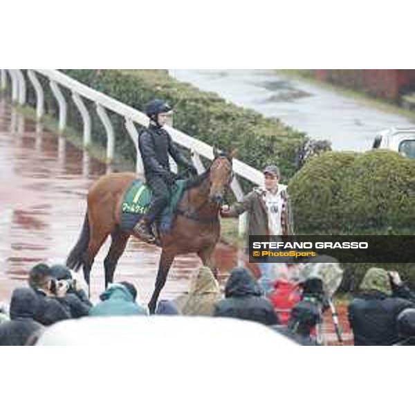 Boom Time during morning track works Fuchu racecourse,23rd nov.2017 Ph.Stefano Grasso