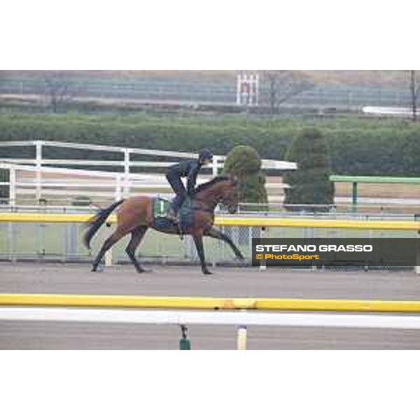 Boom Time during morning track works Fuchu racecourse,23rd nov.2017 Ph.Stefano Grasso