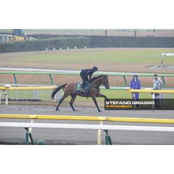 Boom Time during morning track works Fuchu racecourse,23rd nov.2017 Ph.Stefano Grasso