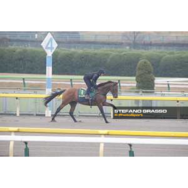 Boom Time during morning track works Fuchu racecourse,23rd nov.2017 Ph.Stefano Grasso