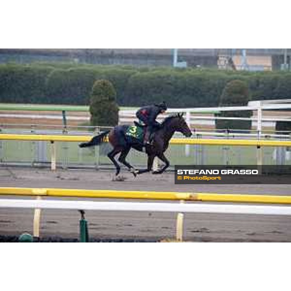 Iquitos Fuchu racecourse,23rd nov.2017 Ph.Stefano Grasso