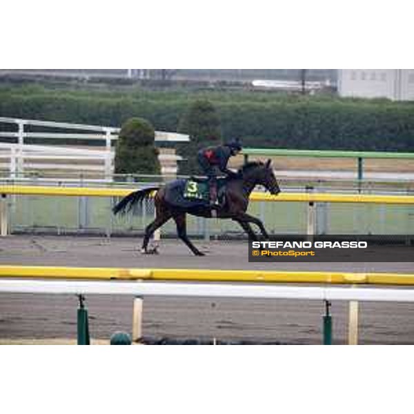 Iquitos Fuchu racecourse,23rd nov.2017 Ph.Stefano Grasso
