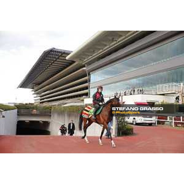 Idaho Fuchu racecourse,24th nov.2017 Ph.Stefano Grasso
