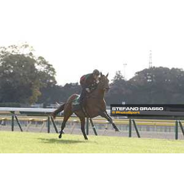 Boom Time Fuchu racecourse,24th nov.2017 Ph.Stefano Grasso