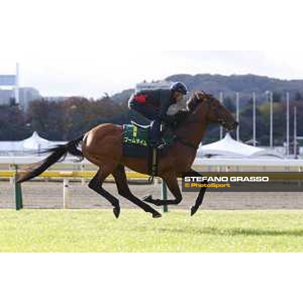 Boom Time Fuchu racecourse,24th nov.2017 Ph.Stefano Grasso