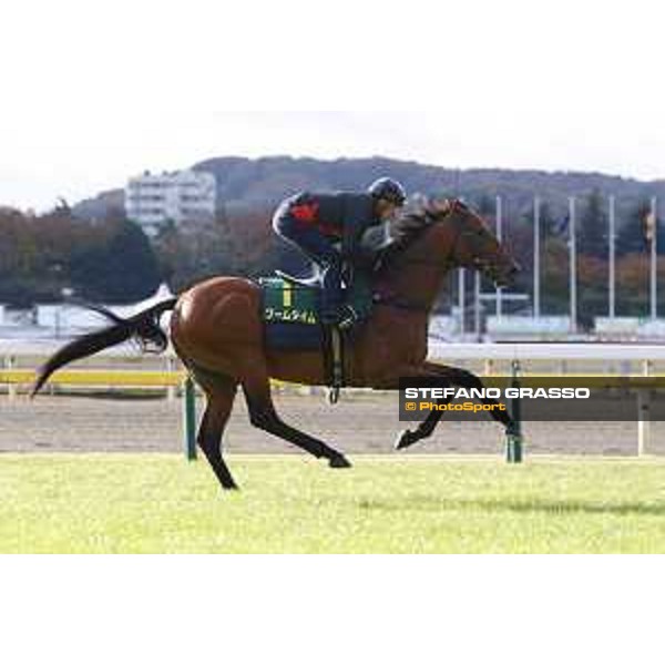 Boom Time Fuchu racecourse,24th nov.2017 Ph.Stefano Grasso
