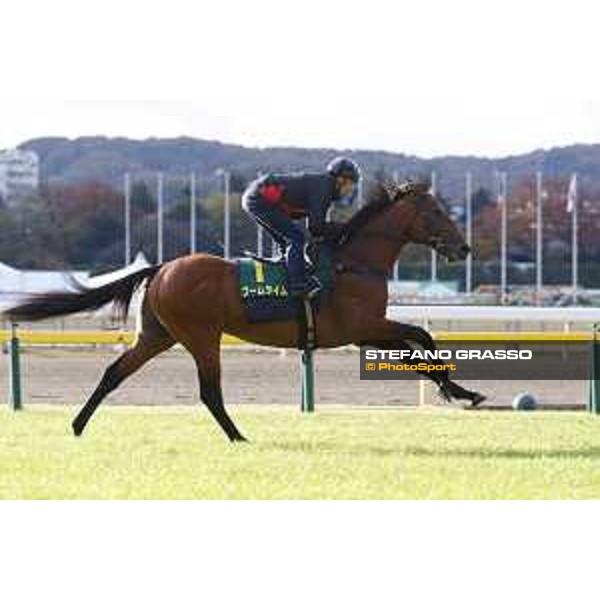 Boom Time Fuchu racecourse,24th nov.2017 Ph.Stefano Grasso