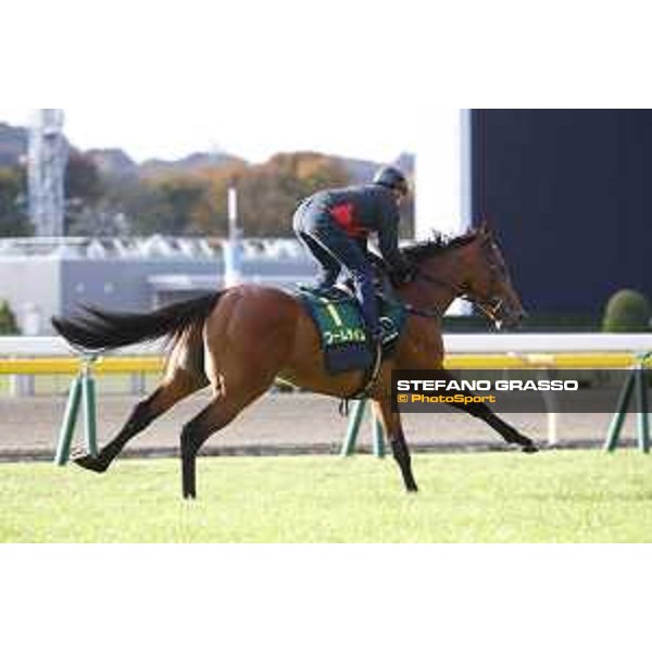 Boom Time Fuchu racecourse,24th nov.2017 Ph.Stefano Grasso