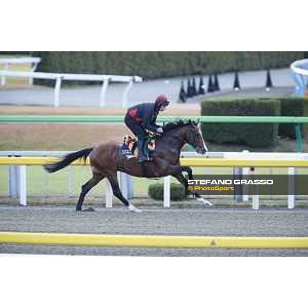 Idaho Fuchu racecourse,24th nov.2017 Ph.Stefano Grasso