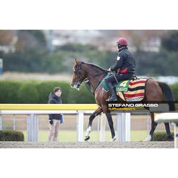 Idaho Fuchu racecourse,24th nov.2017 Ph.Stefano Grasso