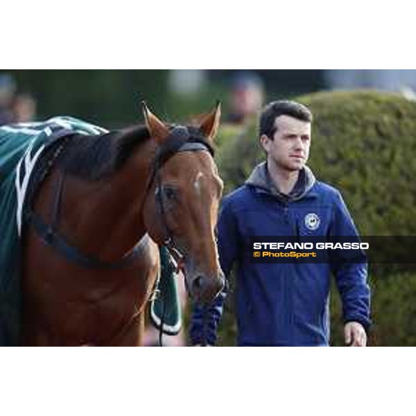 Boom Time Fuchu racecourse,24th nov.2017 Ph.Stefano Grasso