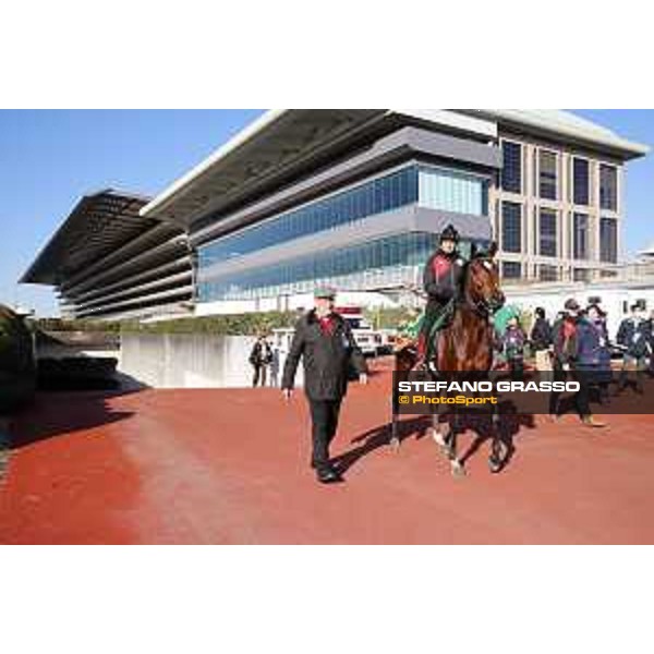 Iquitos and trainer Hans Jurgen Groschel -Morning track works Fuchu racecourse,24th nov.2017 Ph.Stefano Grasso