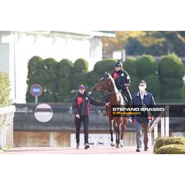 Iquitos -Morning track works Fuchu racecourse,24th nov.2017 Ph.Stefano Grasso