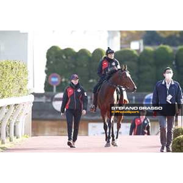 Iquitos -Morning track works Fuchu racecourse,24th nov.2017 Ph.Stefano Grasso