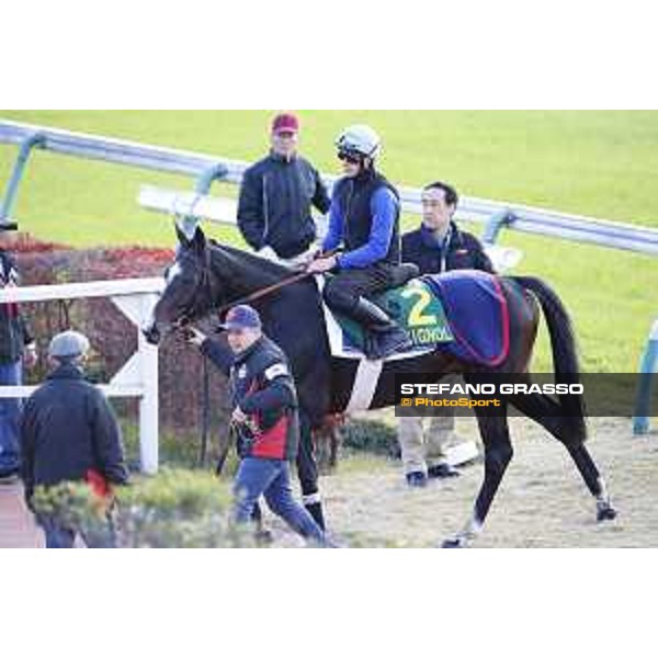 Miki Cadeddu on Guignol -Morning track works Fuchu racecourse,24th nov.2017 Ph.Stefano Grasso
