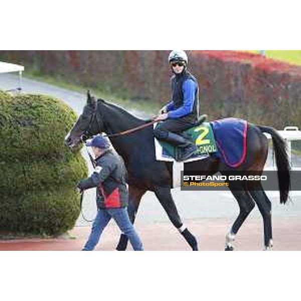 Miki Cadeddu on Guignol -Morning track works Fuchu racecourse,24th nov.2017 Ph.Stefano Grasso