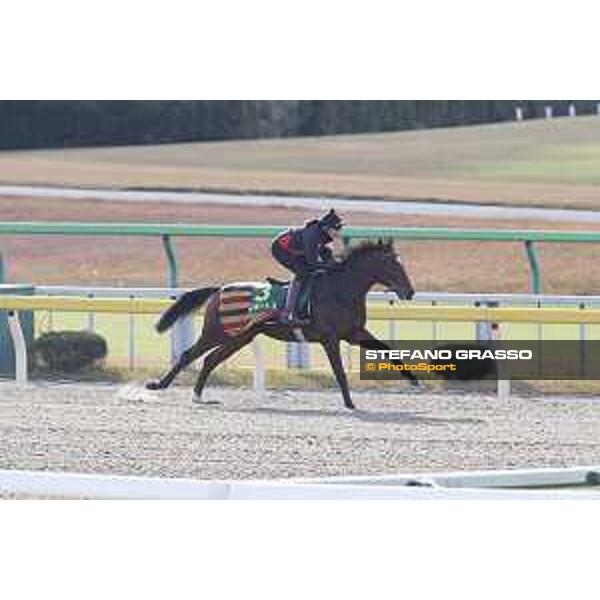 Iquitos -Morning track works Fuchu racecourse,24th nov.2017 Ph.Stefano Grasso