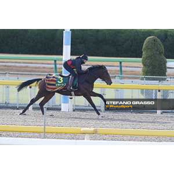 Iquitos -Morning track works Fuchu racecourse,24th nov.2017 Ph.Stefano Grasso