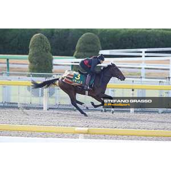 Iquitos -Morning track works Fuchu racecourse,24th nov.2017 Ph.Stefano Grasso