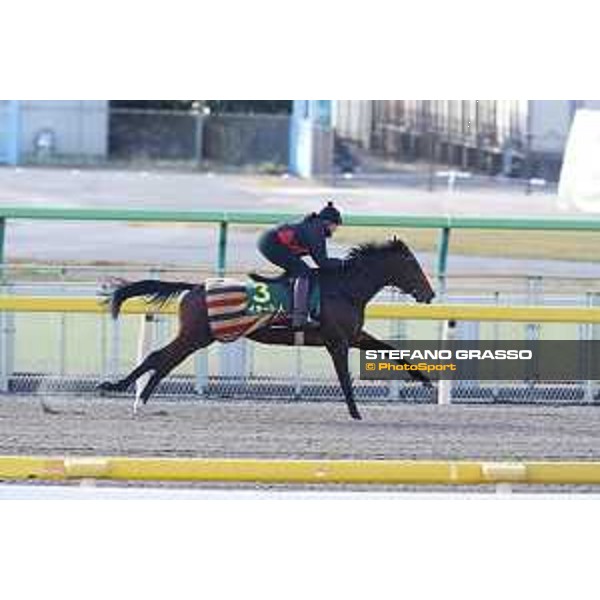 Iquitos -Morning track works Fuchu racecourse,24th nov.2017 Ph.Stefano Grasso