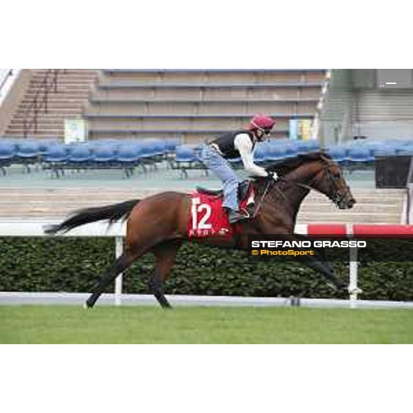 Morning track works at Sha Tin racecourse - War decree - Hong Kong - 7 December 2017 - ph.Stefano Grasso/Longines