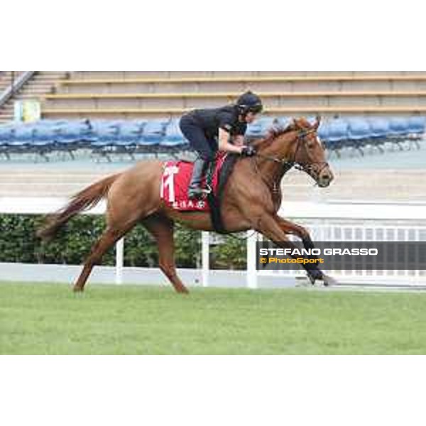 Morning track works at Sha Tin racecourse - Blond Me - Hong Kong - 7 December 2017 - ph.Stefano Grasso/Longines