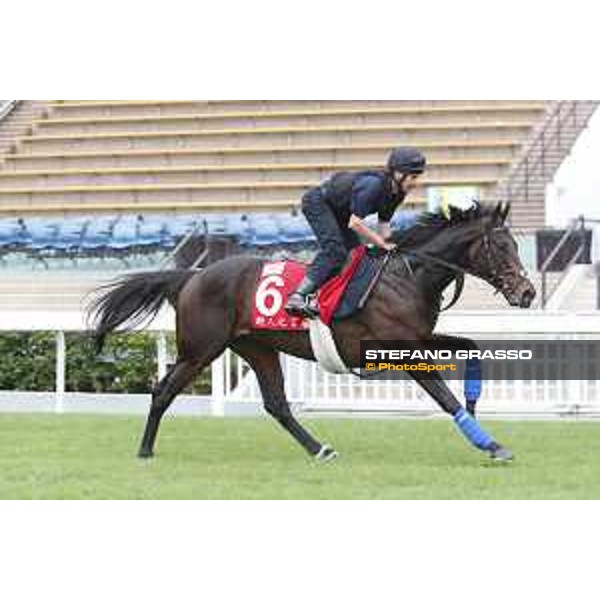 Morning track works at Sha Tin racecourse - Poet\'s word - Hong Kong - 7 December 2017 - ph.Stefano Grasso/Longines