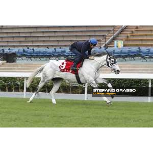 Morning track works at Sha Tin racecourse - Smart layer - Hong Kong - 7 December 2017 - ph.Stefano Grasso/Longines