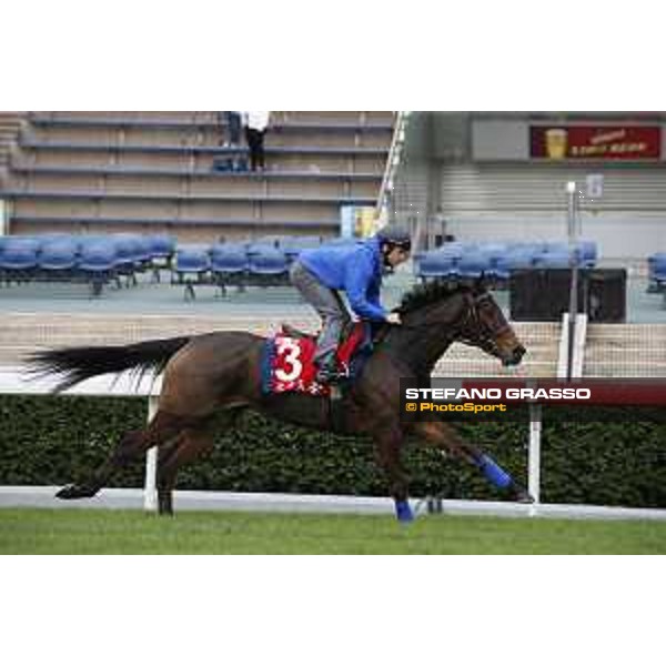Morning track works at Sha Tin racecourse - Garlingari - Stephane Pasquier - Hong Kong - 7 December 2017 - ph.Stefano Grasso/Longines